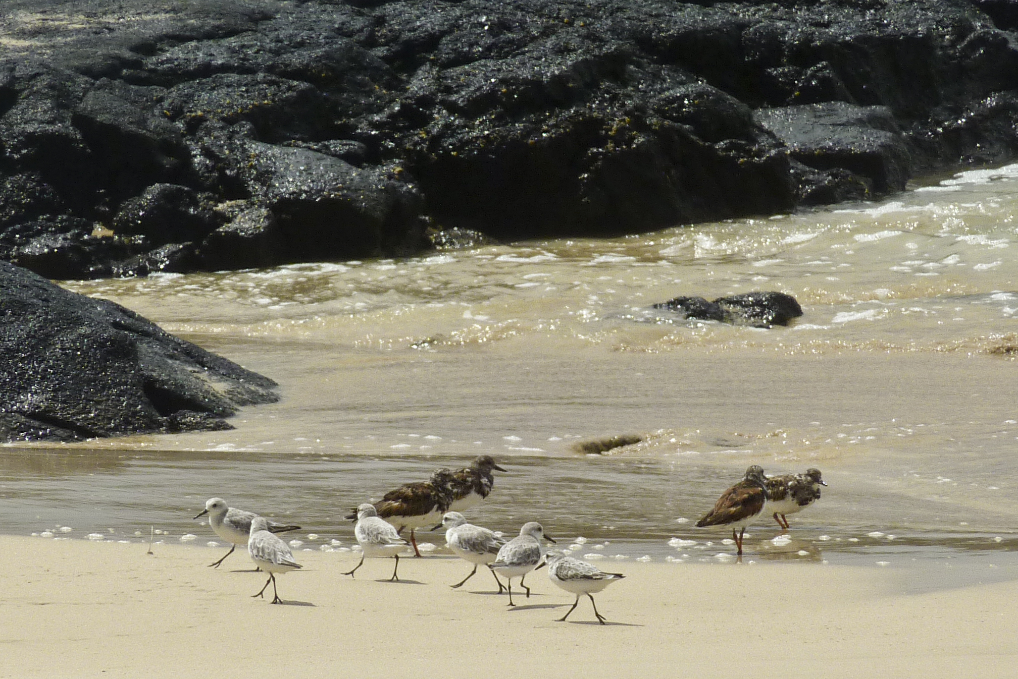 Sanderling Strandläufer